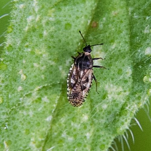 Dictyla echii